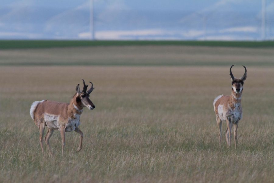 Pronghorn are very common throughout the prairie, but are threatened by the rise of barbed wire fences on ranches.  Pronghorn evolved alongside the now-extinct North American Cheetah, and evolved to run extremely fast rather than jump very high.  These two males were foraging in the prairies in Wheatland co., MT on 23 June 2017.