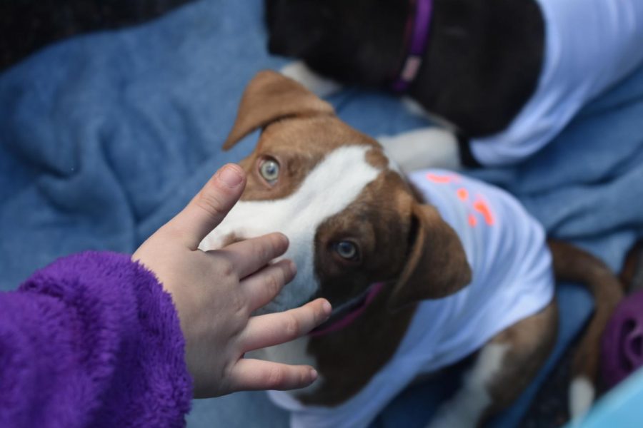 The Charleston Animal Societys Puppy Bowl