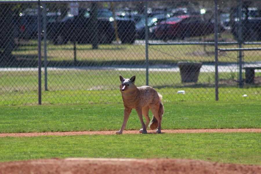 Fake Coyotes Roam Wando in an Effort to Scare Off Geese