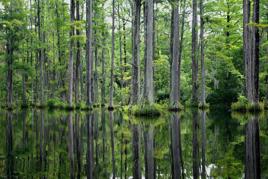 Cypress Garden is a serene and beautiful place to visit