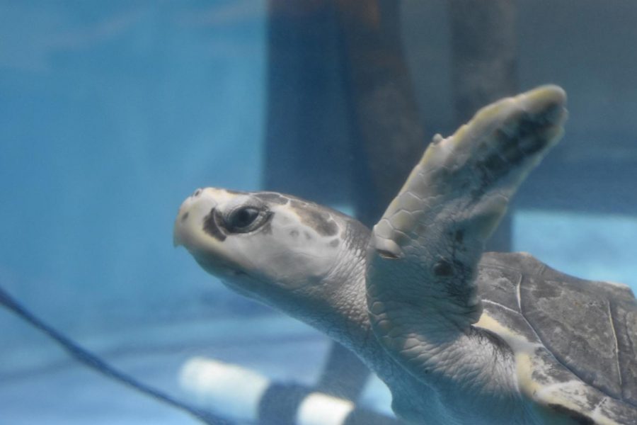 The turtle hospital at the South Carolina Aquarium in Charleston focuses on nurturing injured turtles to health in order to release them back into the wild
