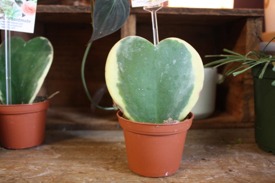 Pretty Cactus Plant shaped like a heart just in time for valentine’s day.

